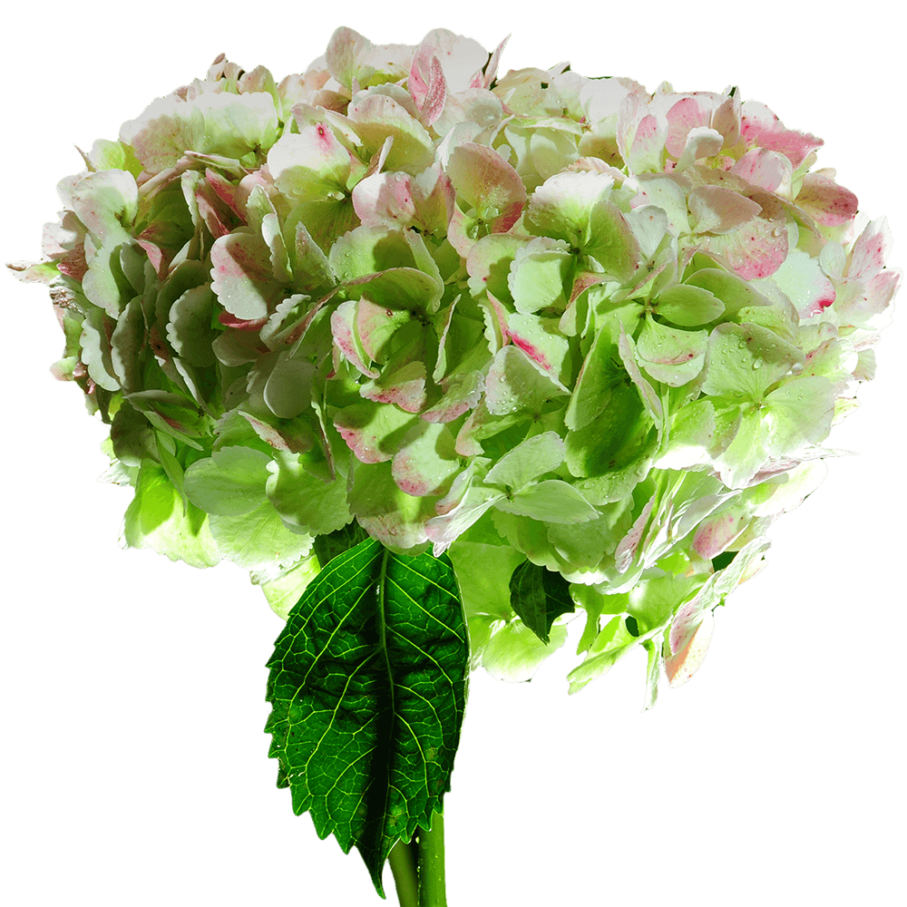 Jumbo Green Hydrangea Flowers