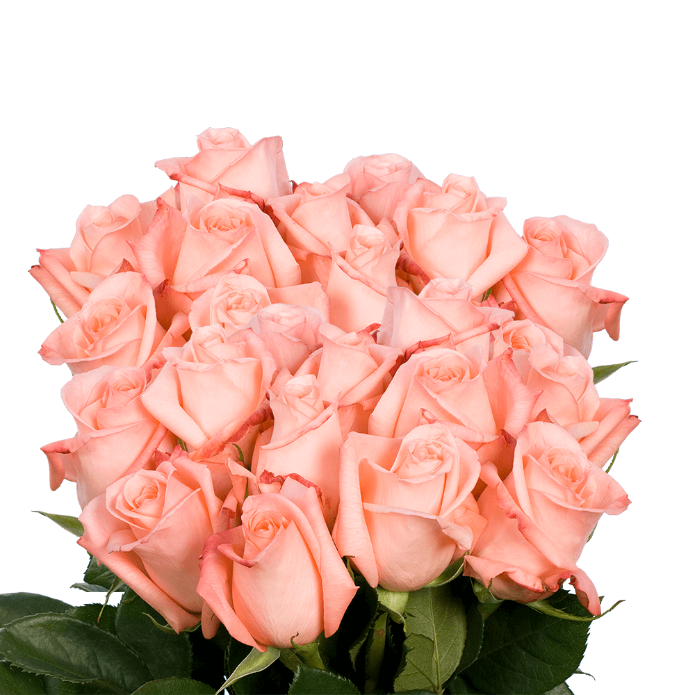 Large Classic Pink Roses