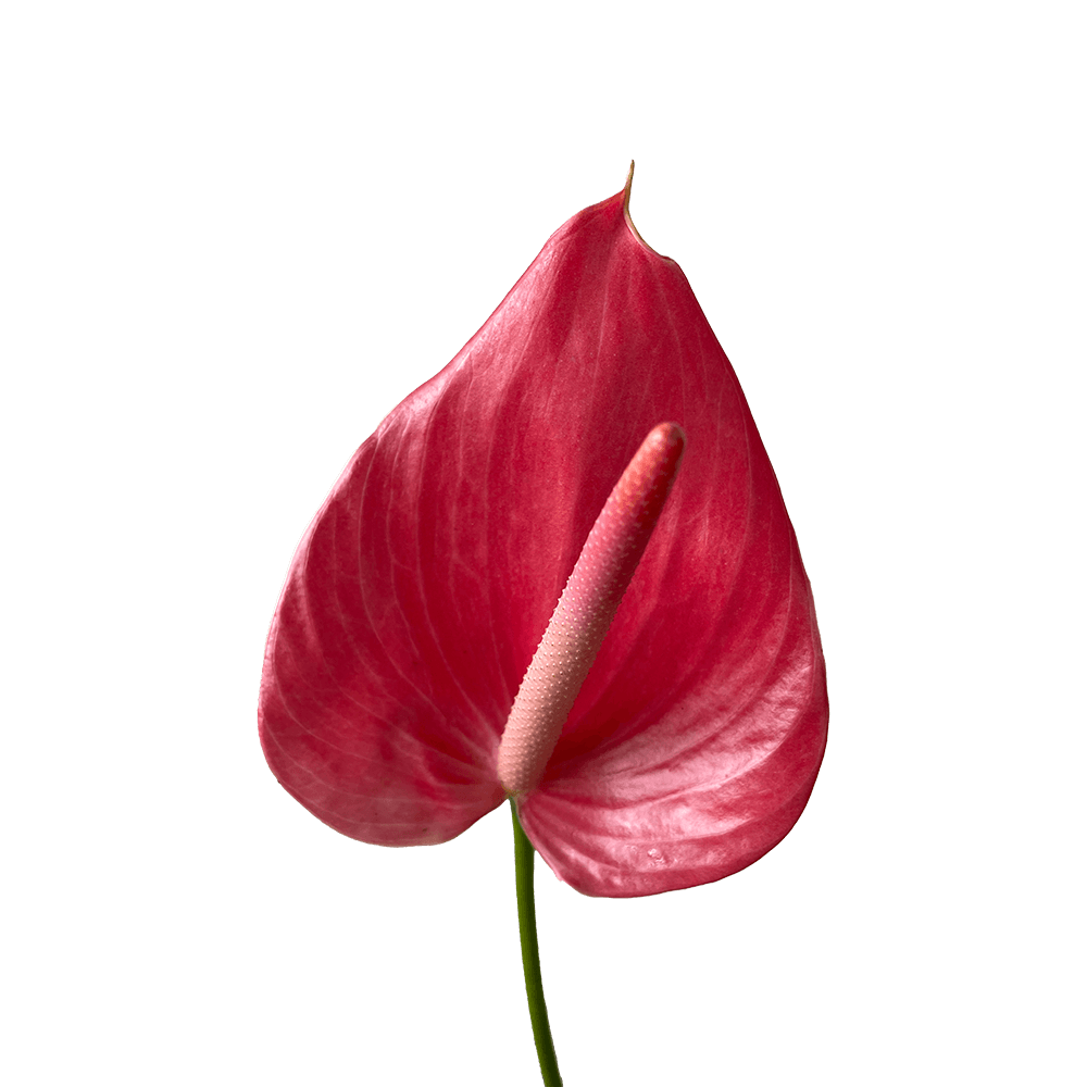 Large Pink Anthurium Tropical Flowers Online Delivery  Bunch of 30 Stems