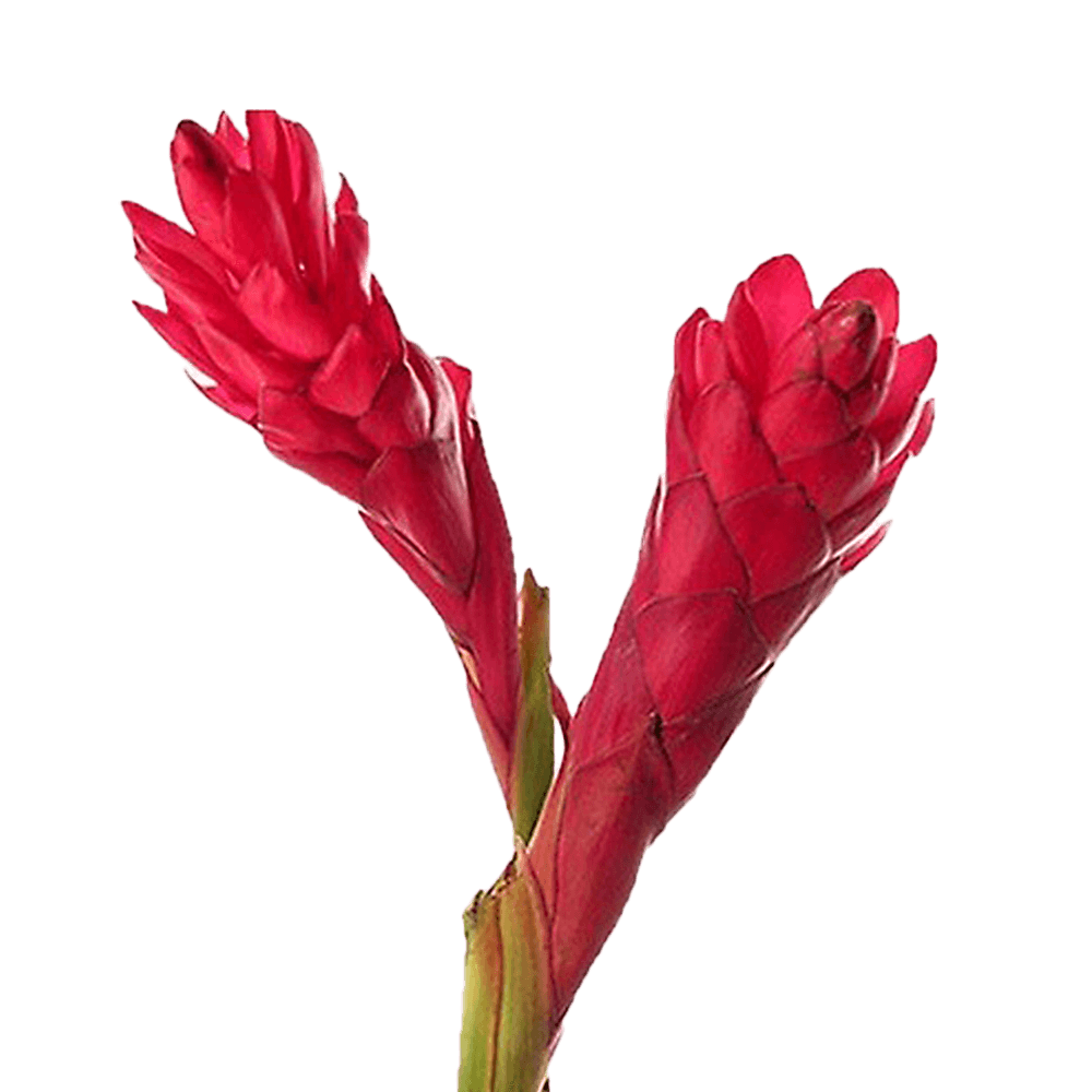 Large Red Ginger Tropical Flowers Online Delivery  Bunch of 30 Stems