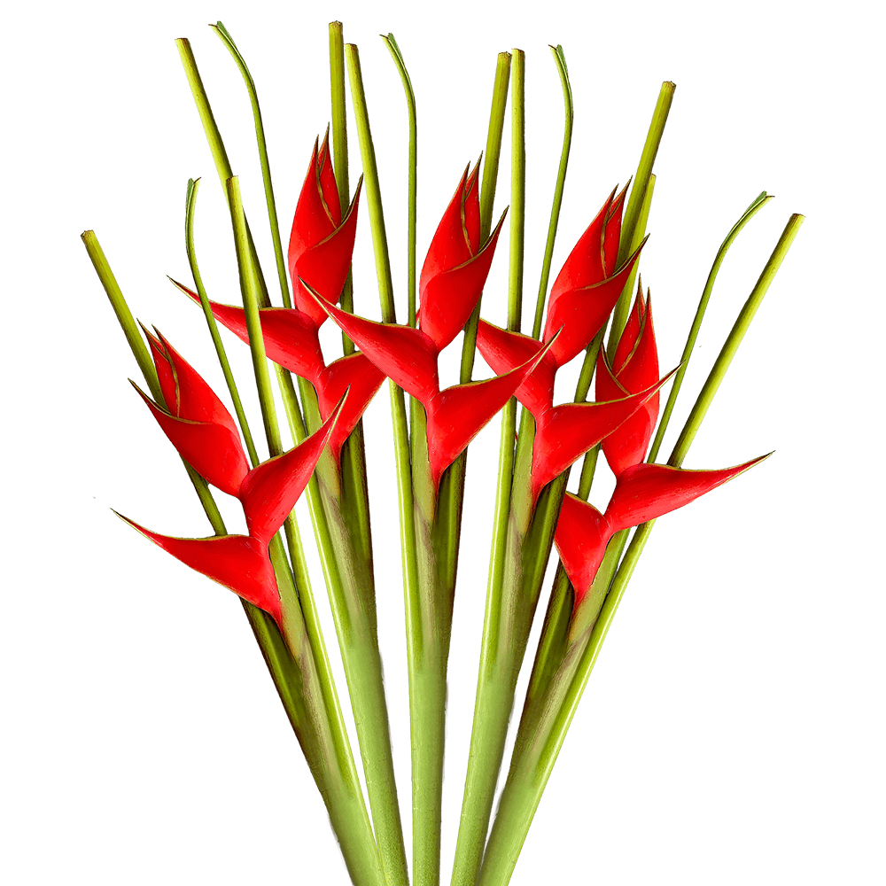 Large Red Iris Heliconia Tropical Flowers Online Delivery  Bunch of 20 Stems