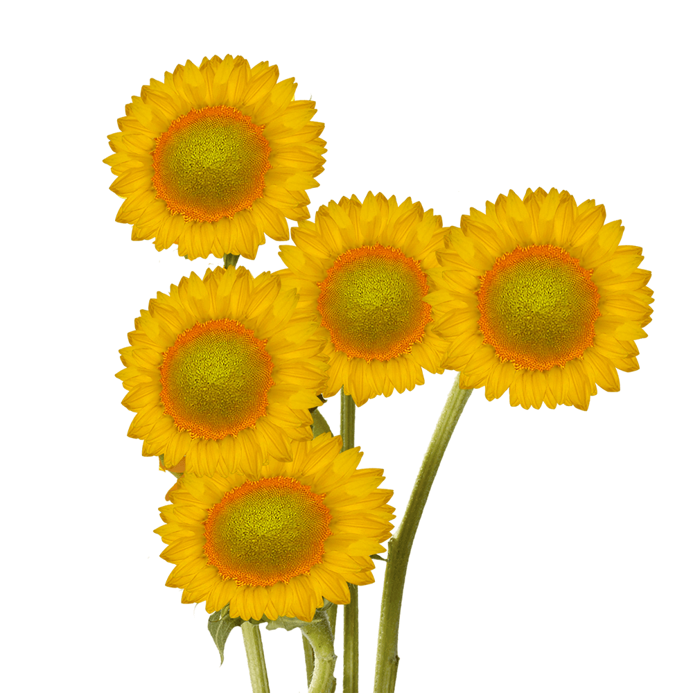 100 Stems of Sunflowers Green Center