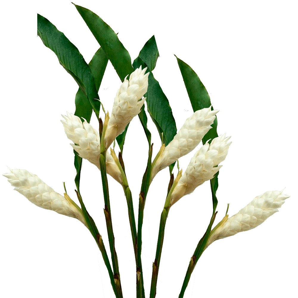 Large White Ginger Tropical Flowers Online Delivery  Bunch of 50 Stems