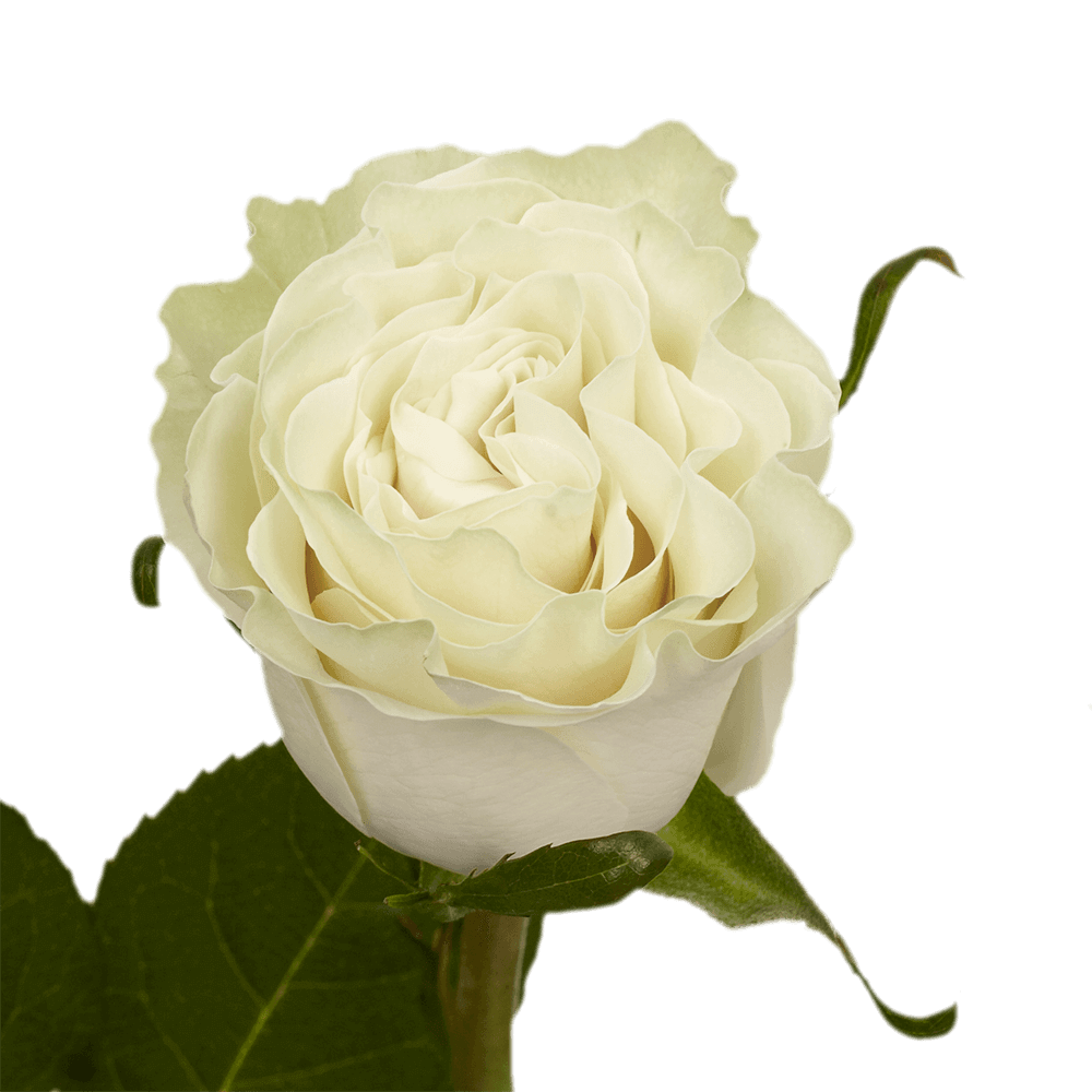 Qty of Mondial Roses For Delivery to Faqs.Html, Connecticut