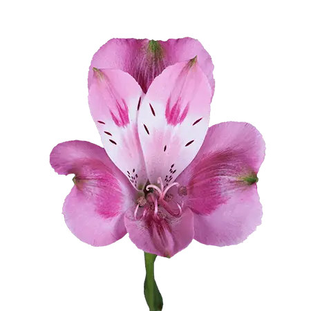 1-Lavender