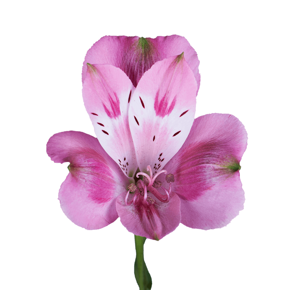 1-Lavender