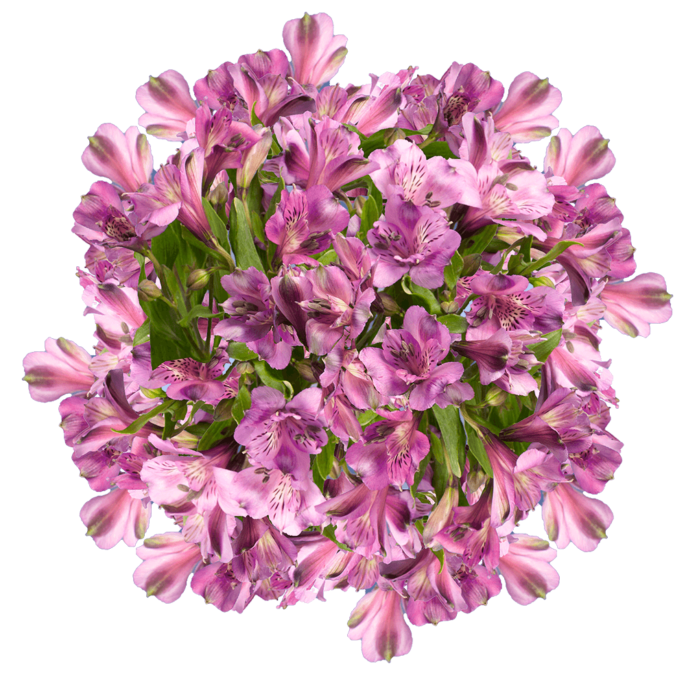 Qty of Lavender Alstroemeria Flowers For Delivery to Anderson, South_Carolina