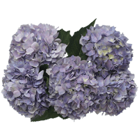 Lavender Hydrangeas 20 (QB) For Delivery to Oklahoma