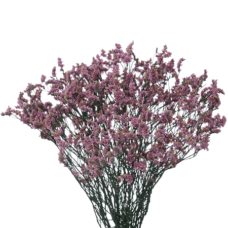 LAVENDERLIMONIUM