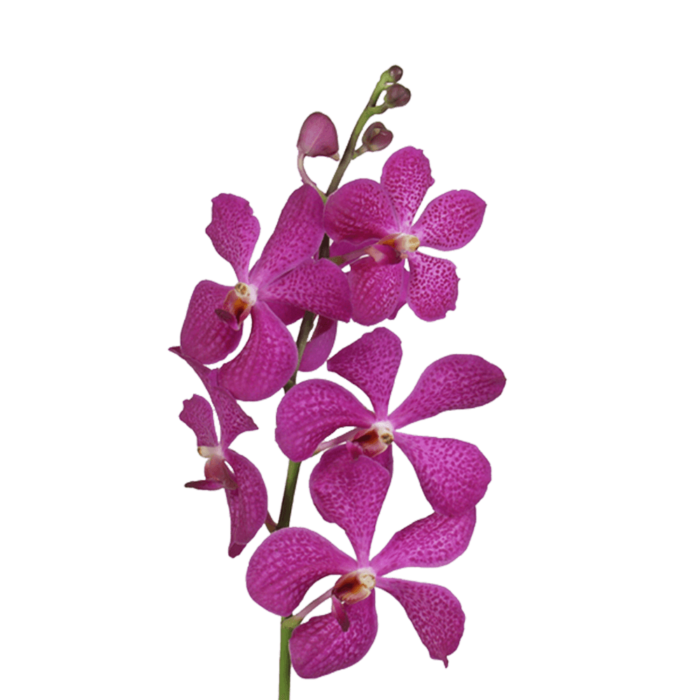 Lavender Orchid Cheapest Flowers To Buy Online