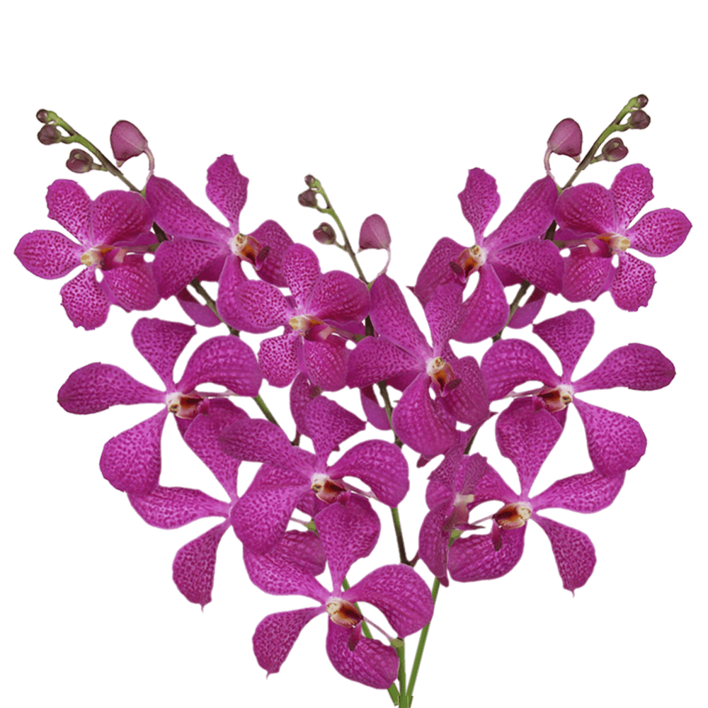 Lavender Orchids For Sale Wholesale Prices