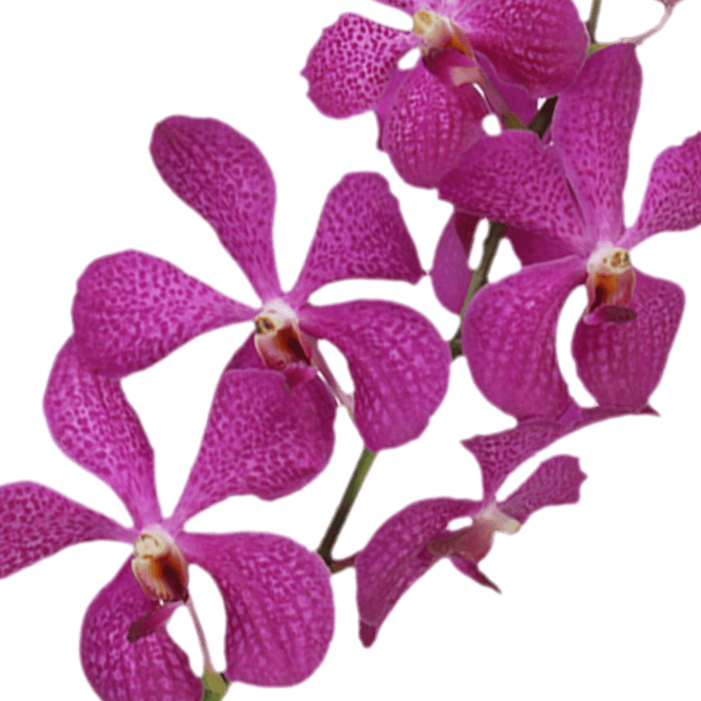 Lavender Orchids Online Free Flower Delivery