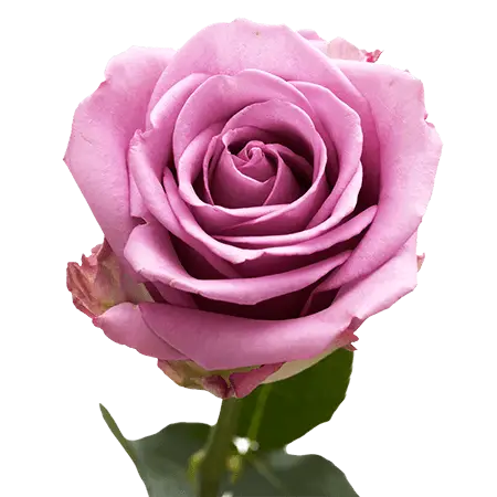 2-Lavender