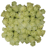 (HB) Rose Long Limonada 150 Stems For Delivery to Saratoga_Springs, New_York