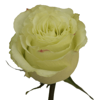 Rose Limonada 50 to 250 Stems For Delivery to Long_Island_City, New_York