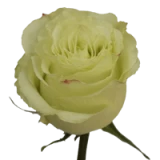 Limonada