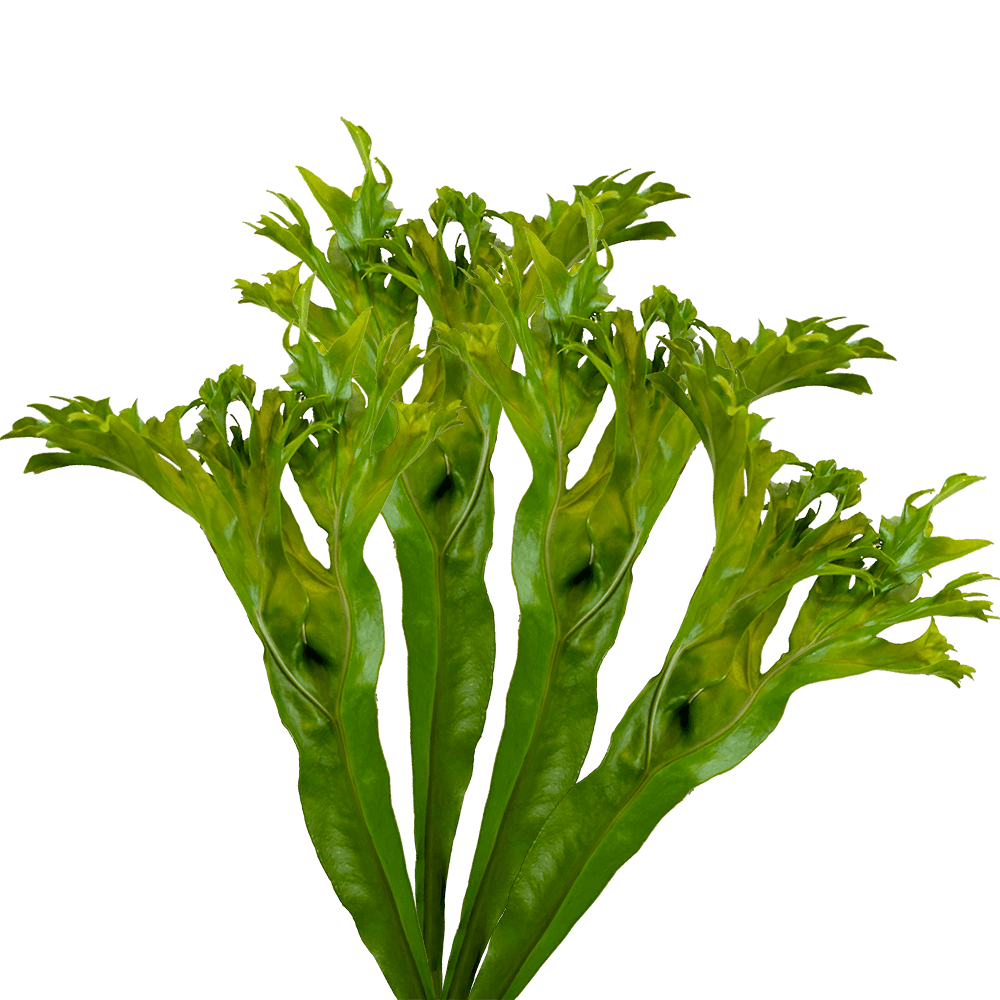 Lettuce Fern Tropical Greenery Online Delivery  Bunch of 100 Stems
