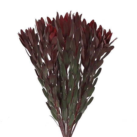 LEUCADENDRON