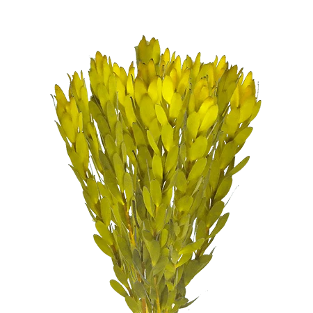 LEUCADENDRON