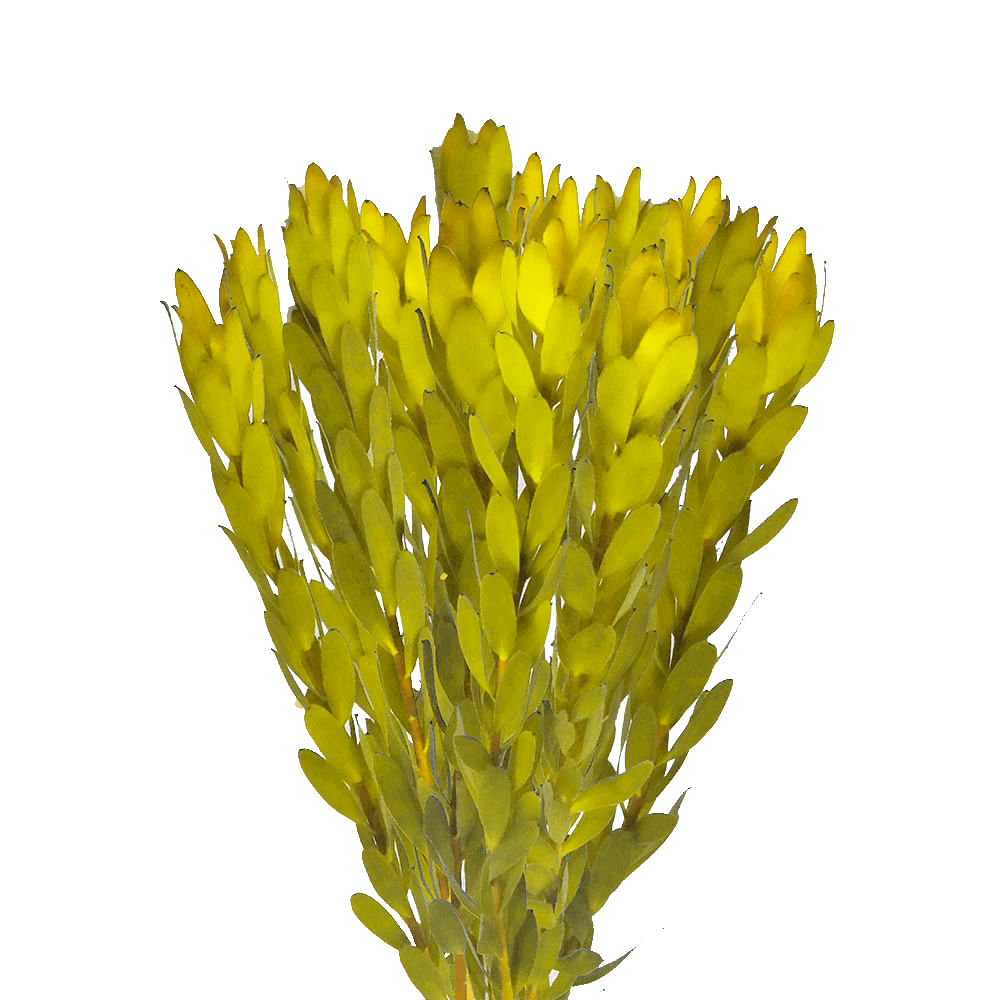 LEUCADENDRON