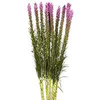Qty of Liatris Flowers For Delivery to Tulsa, Oklahoma