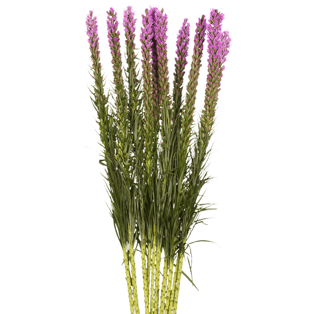 Qty of Liatris Flowers For Delivery to Ormond_Beach, Florida