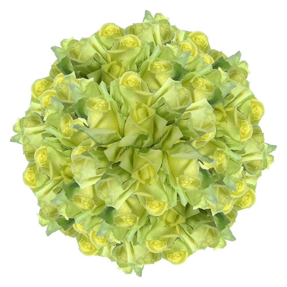 Light Green 100 Roses to Send Best Place to Buy Roses Online