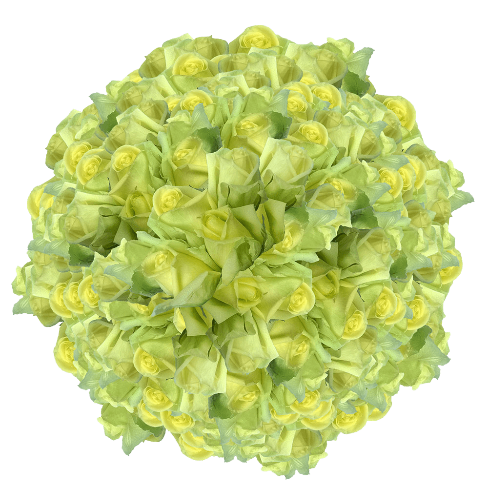 Light Green Color Rose Flowers Bulk Sale Special Real Green Roses