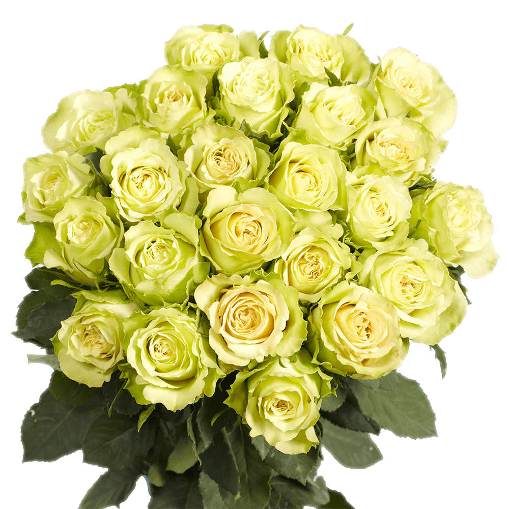 (OC) Roses Sht Green Beauty For Delivery to Jamaica_Plain, Massachusetts