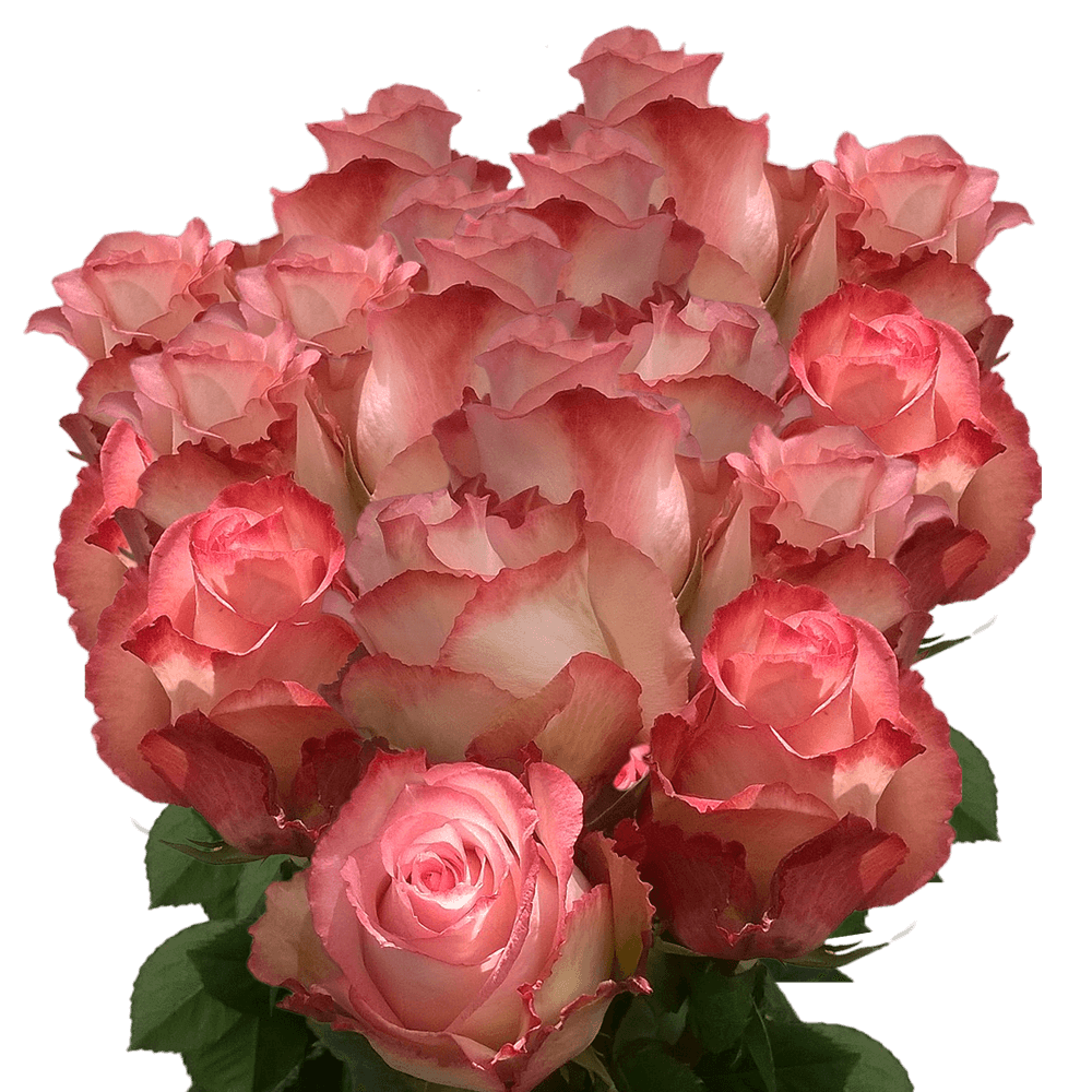 Light Peach Roses For Sale Best Price on Roses Pale Peach Roses