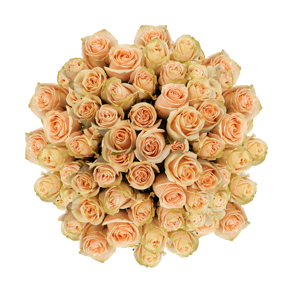 Light Peach Roses Online 100 High and Arena Roses