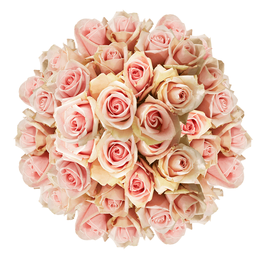 Light Pink Champagne Cut Roses