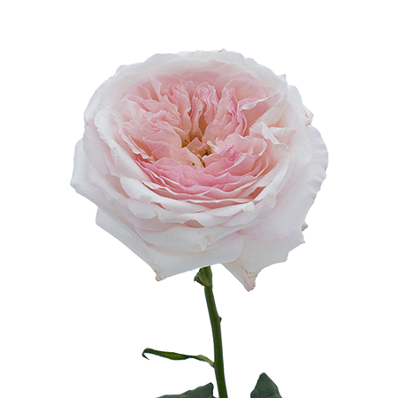 36 Keira Garden Roses