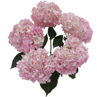 Light Pink Hydrangeas 10 (OC) For Delivery to Southfield, Michigan