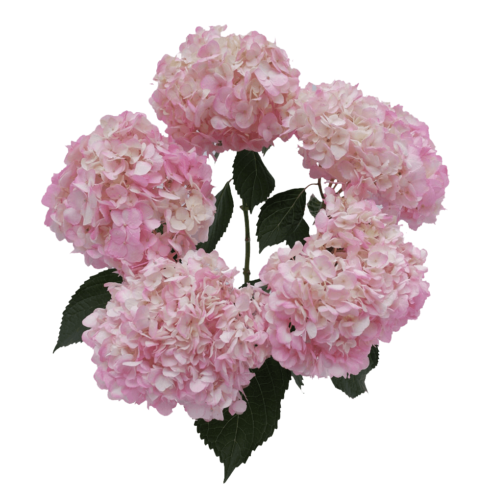 Light Pink Hydrangea Flowers Lowest Prices