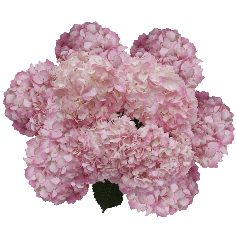 Light Pink Hydrangea Flowers Online Delivery