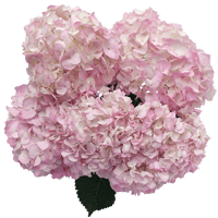 Light Pink Hydrangeas 20 (QB) For Delivery to Mebane, North_Carolina