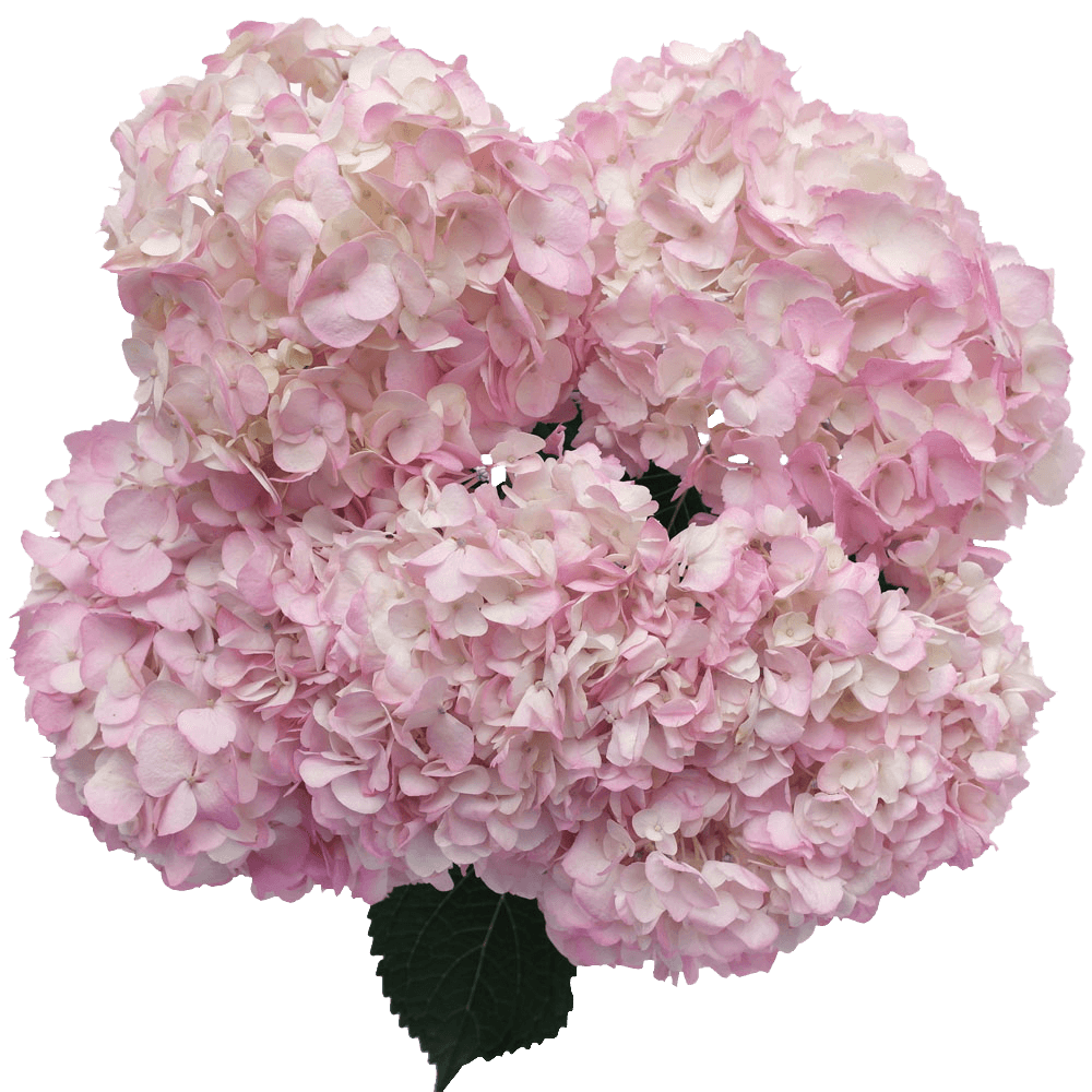 Light Pink Hydrangea Flowers Wholesale Price