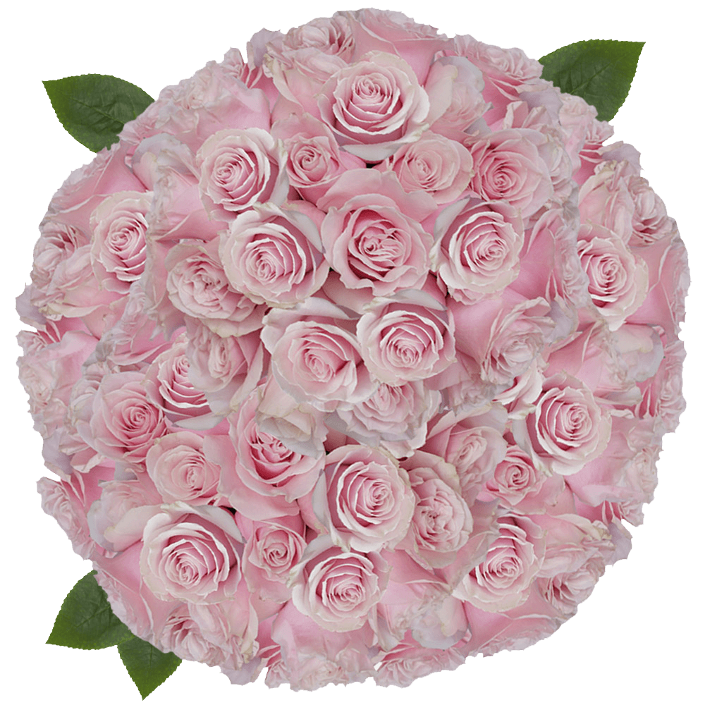 Light Pink Mondial Roses  Free Online Delivery