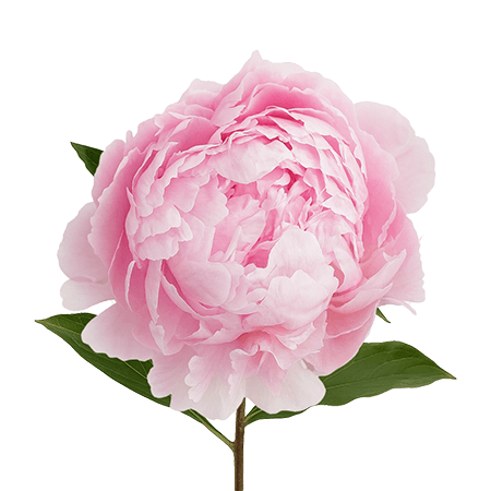 70 Stems of Pink Peonies