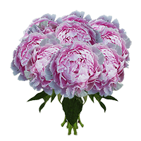 (QB) Sarah Bernhardt Peonies 70 Stems For Delivery to New_York