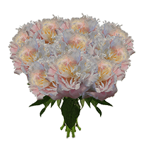 (HB) Shirley Temple Peonies 100 Stems For Delivery to West_Virginia