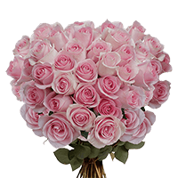 (QB) Rose Long Light Pink For Delivery to Tennessee, Local.Globalrose.Com