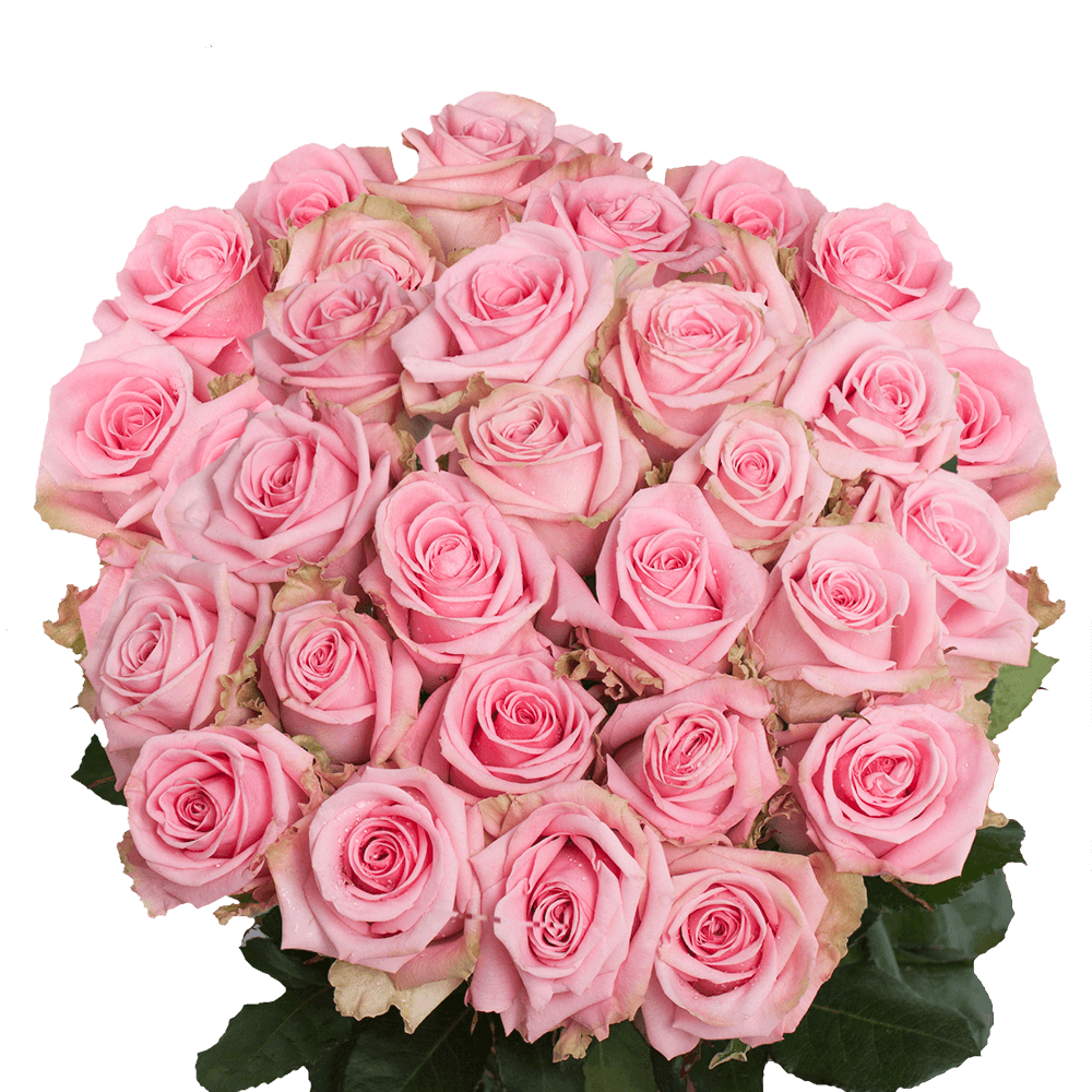 (QB) Rose Long Pink Candy 75 Stems For Delivery to Elgin, Illinois