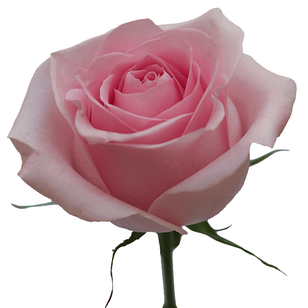 Qty Luciano Pink Roses For Delivery to Faqs.Html, Kentucky