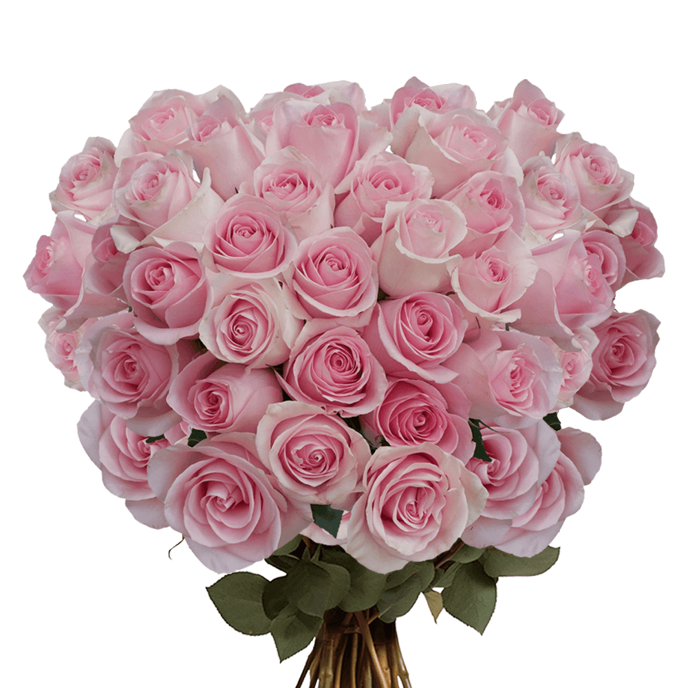 Light Pink Roses Fresh Flowers for Valentine's Day