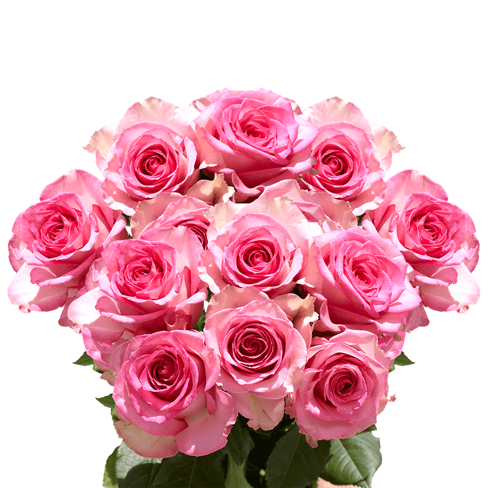 Light Pink Roses Valentine's Day Delivery