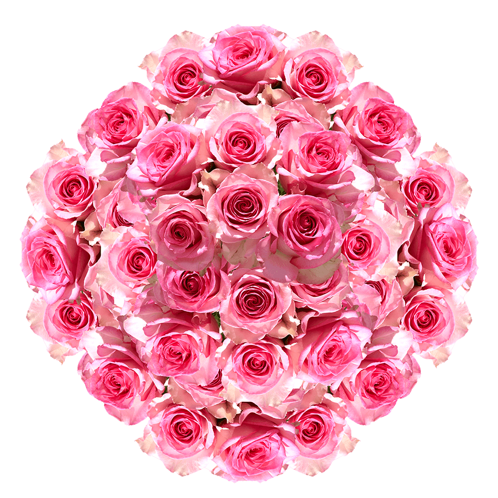 Light Pink Valentine's Day Roses
