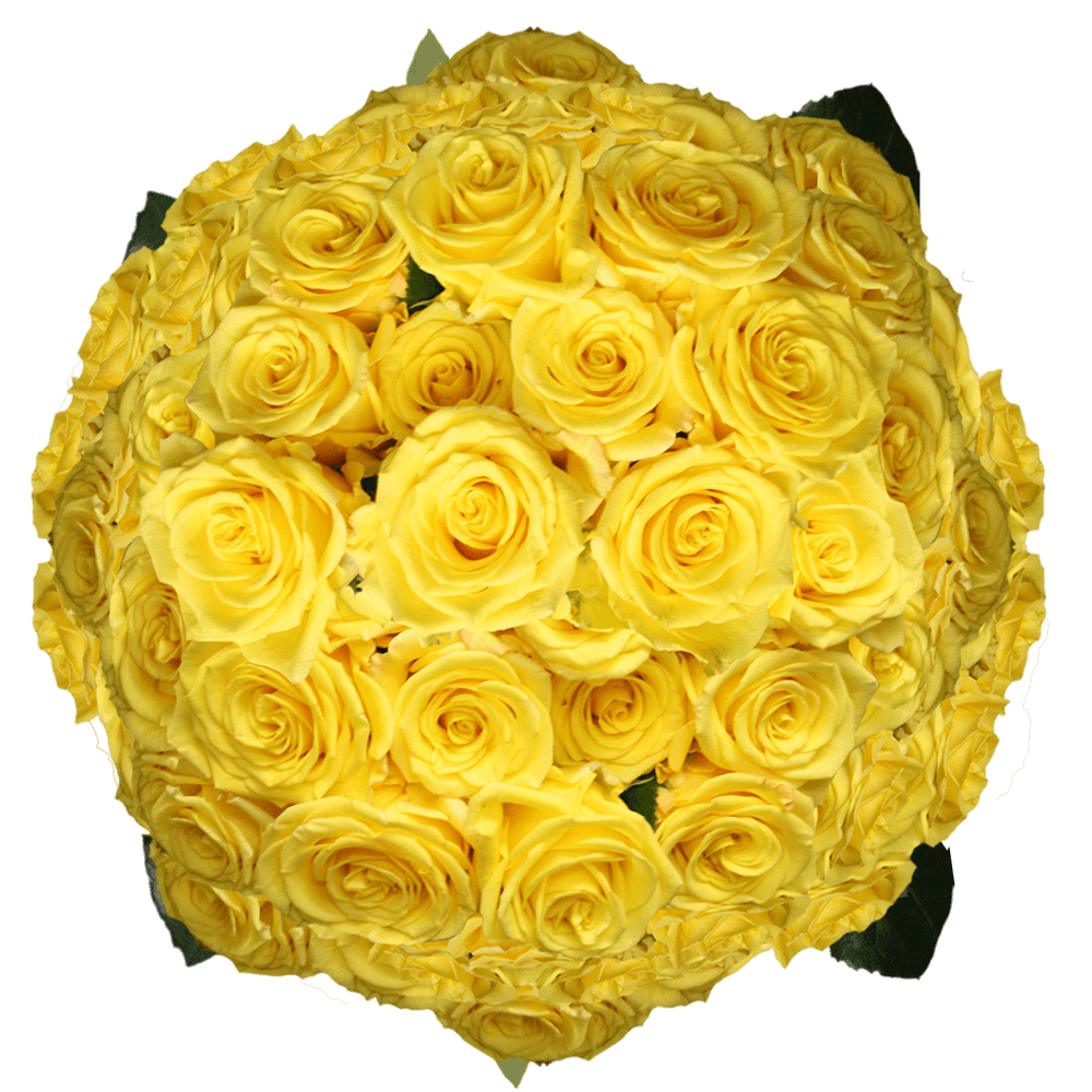Light Yellow Fresh Cut Roses Long Stem Wholesale Roses for Wedding