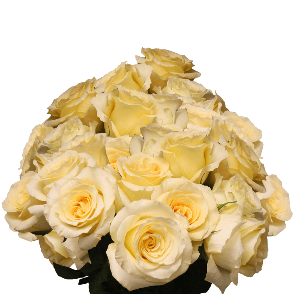 Light Yellow Roses Extra Long Stems Roses Florist Cheap Long Roses
